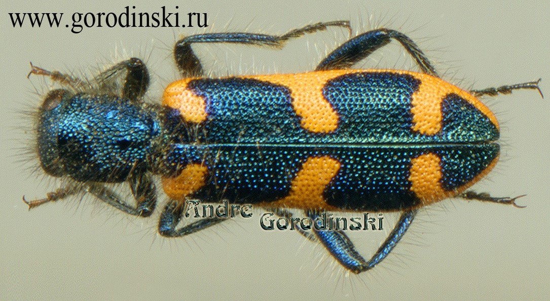 http://www.gorodinski.ru/oth_col/Trichodes punctatus.jpg